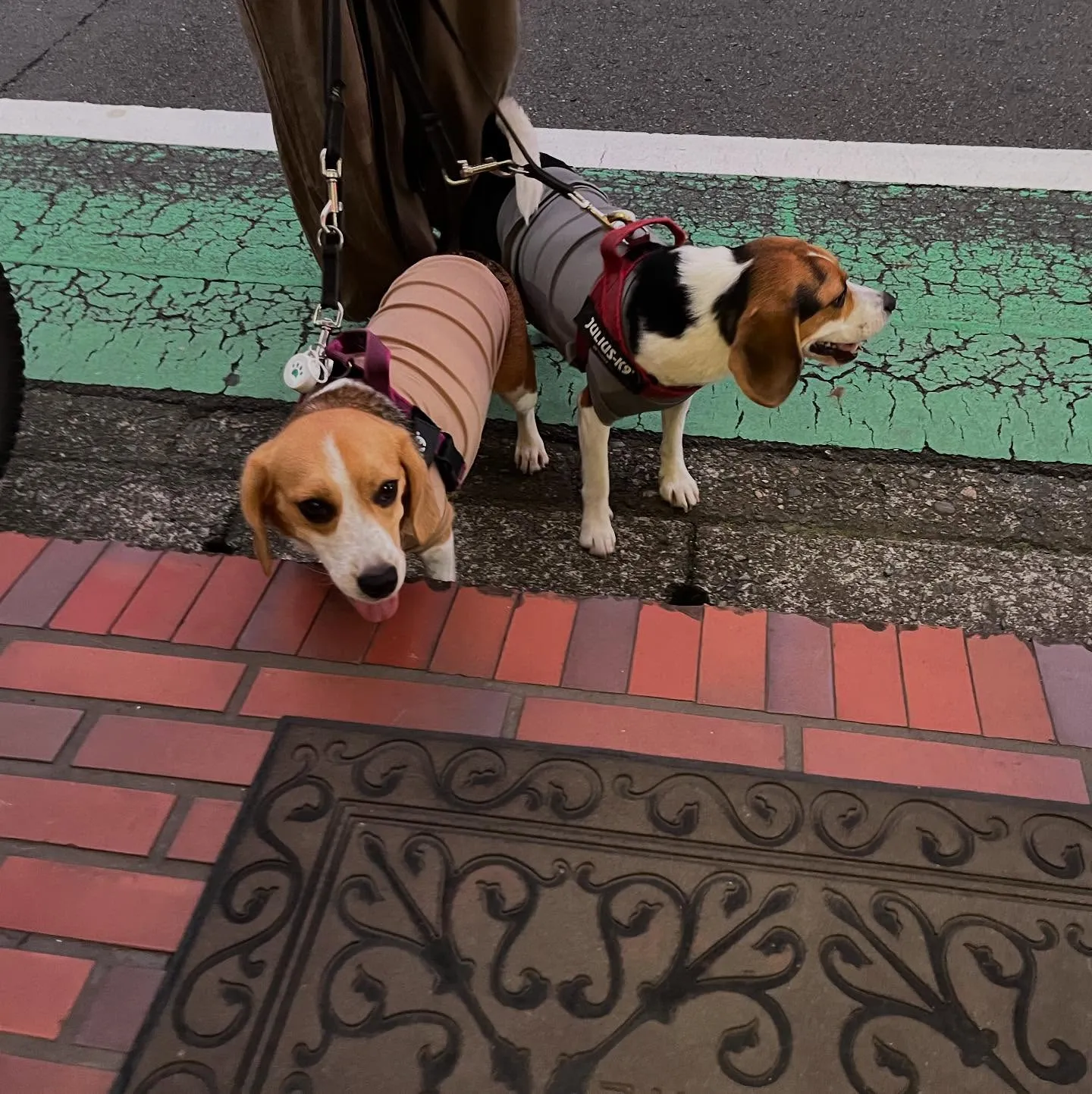 可愛いお客様がご来院⁈