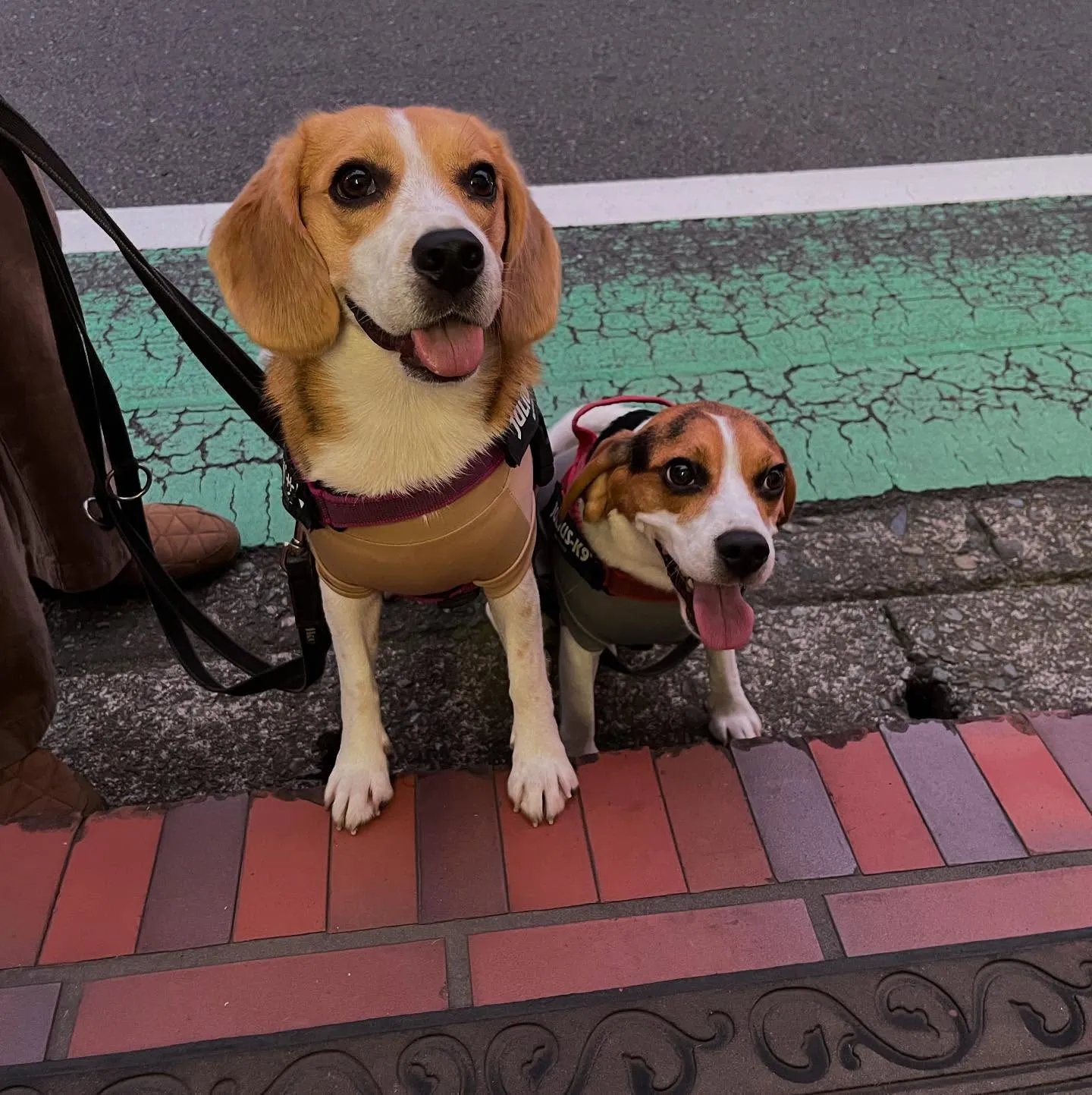 可愛いお客様がご来院⁈